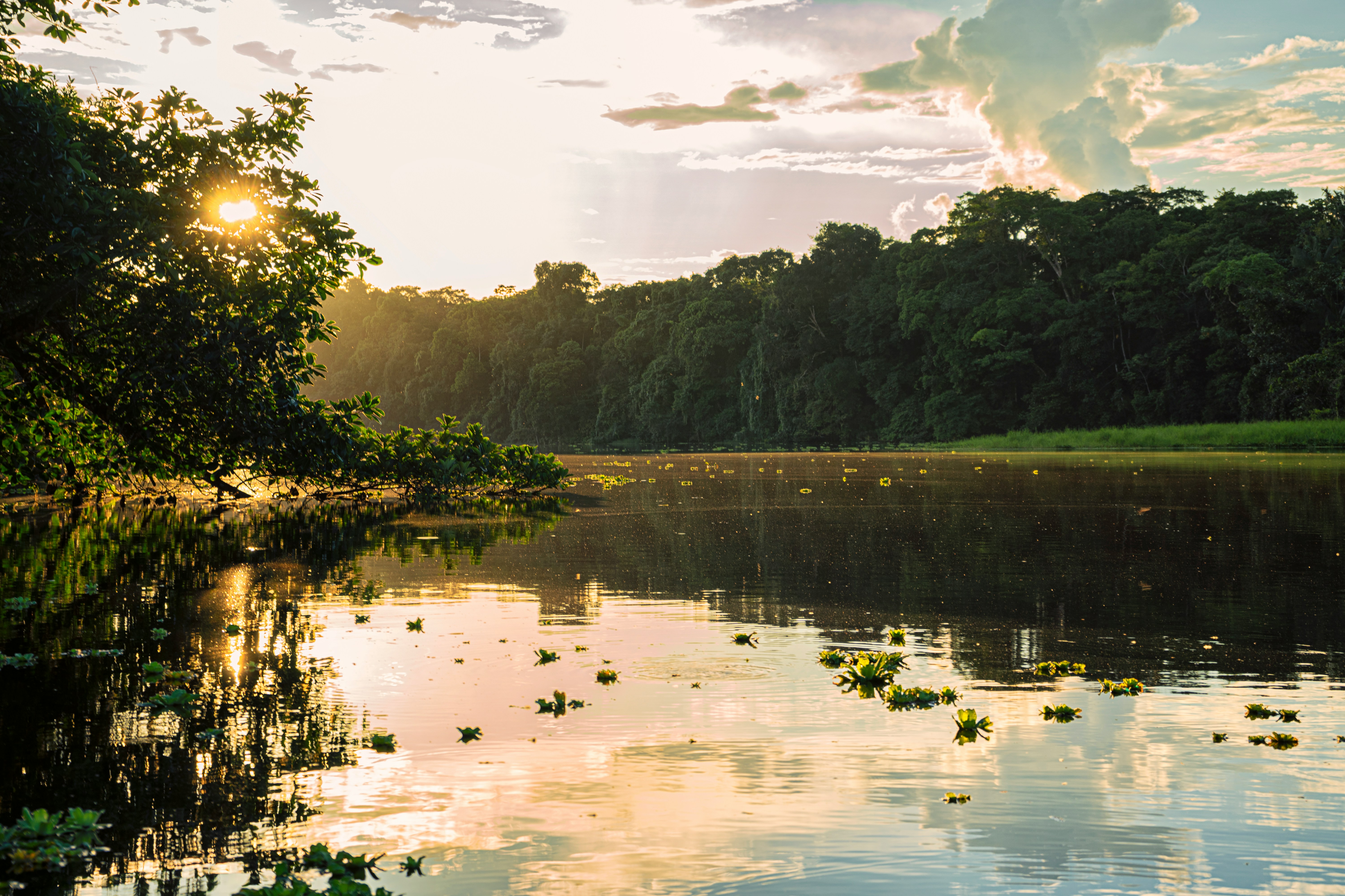 The Amazon in 4 Days: Life Beyond Scale and Control