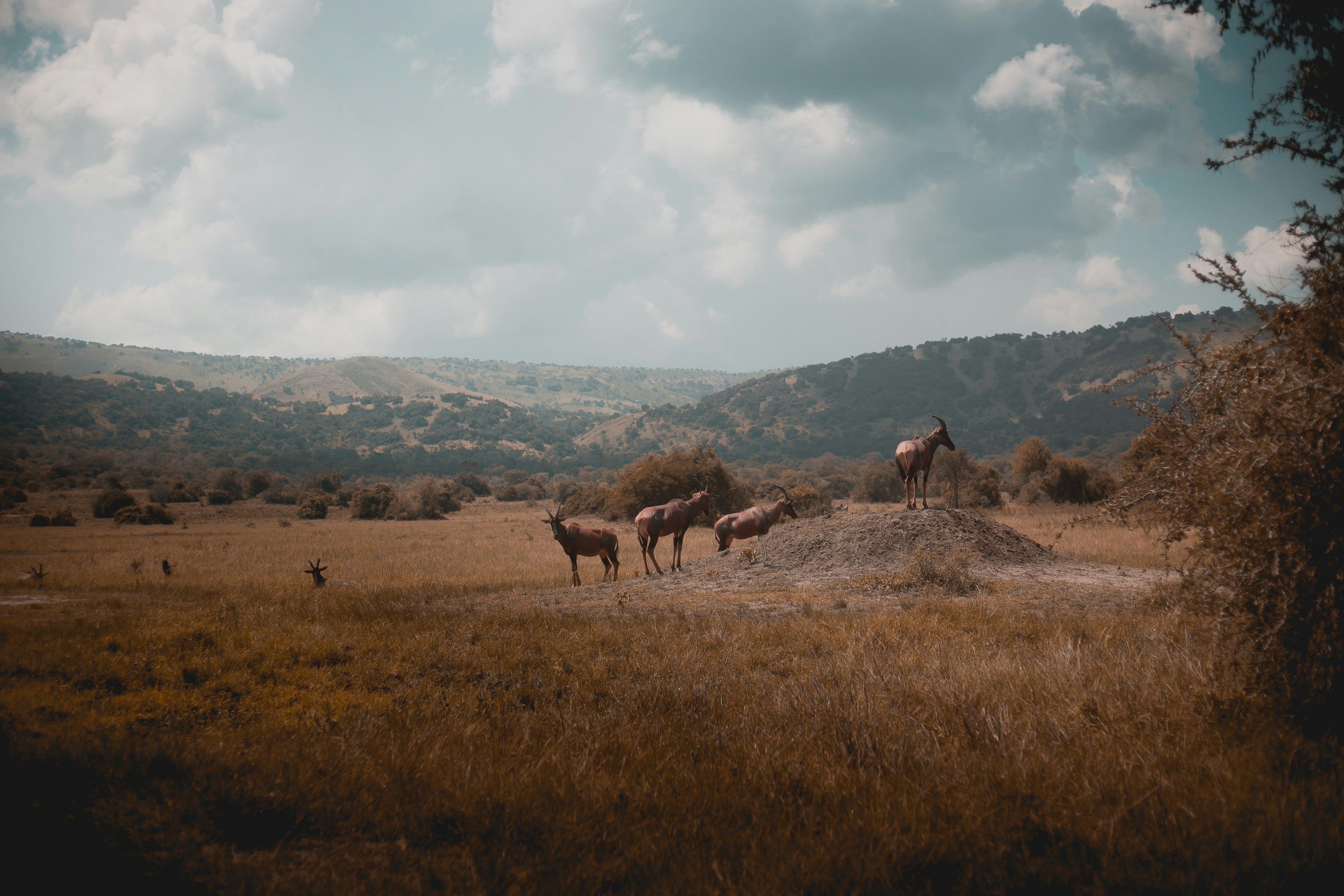 Rwanda in 5 Days: Intention, Memory, and Gentle Order