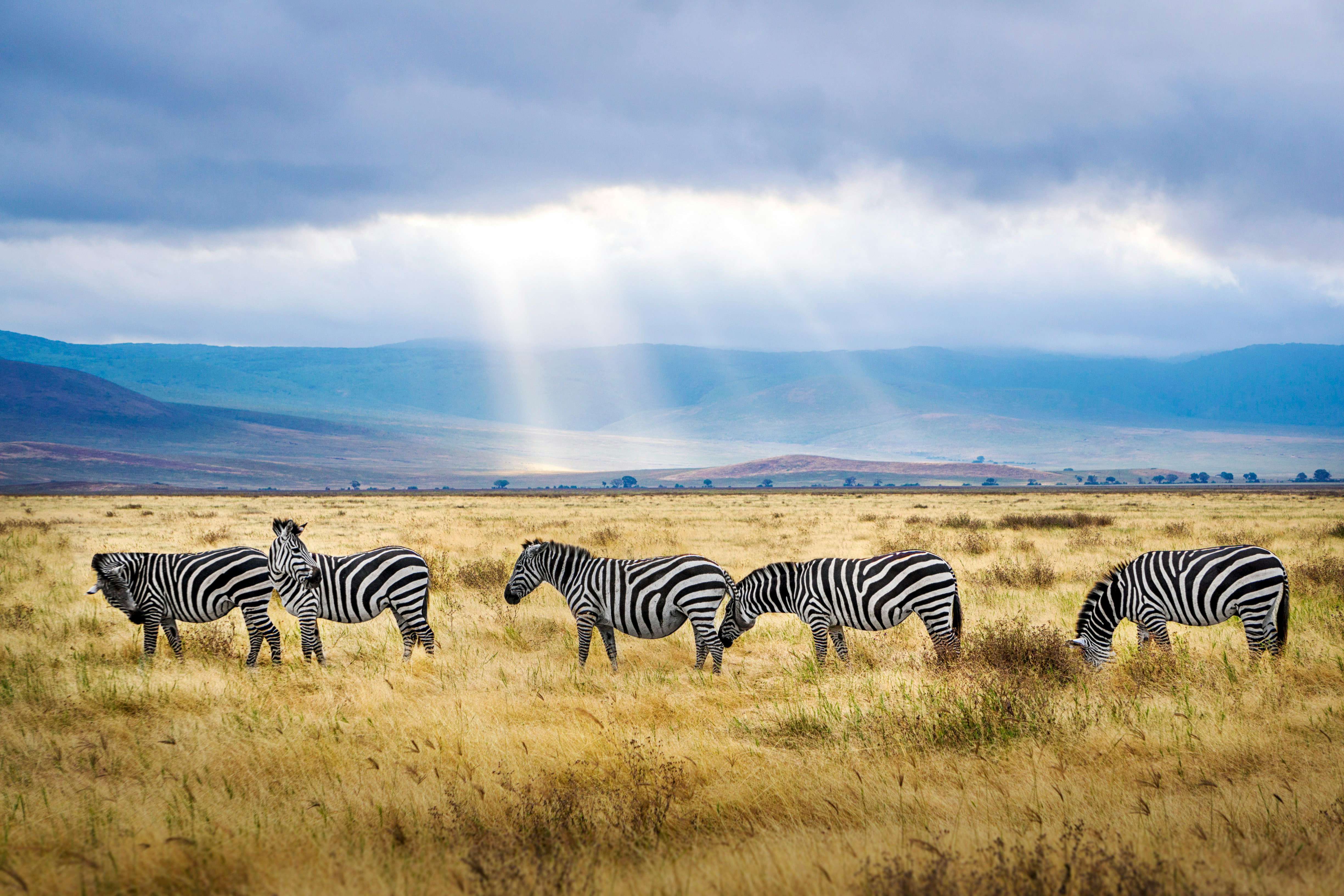 Tanzania in 6 Days: Migration, Patience, and Endless Return